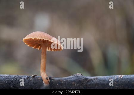 Champignon comestible Tubaria furfuracea sur la branche. Connu sous le nom de twiglet scurfy. Champignon brun sauvage dans la forêt. Banque D'Images