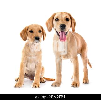 puppies labrador retriever devant un fond blanc Banque D'Images