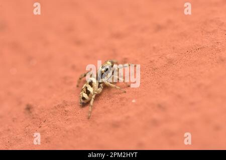 Single Zebra Jumping Spider (Salticus scenicus) rampant sur un mur de maison, photographie macro d'araignée, biodiversité Banque D'Images