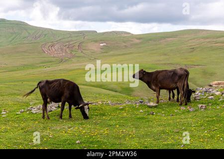 Vaches laitières brunes paissant dans les prairies du plateau de Javakheti sur le col de Tskhratskaro, été, Géorgie. Banque D'Images
