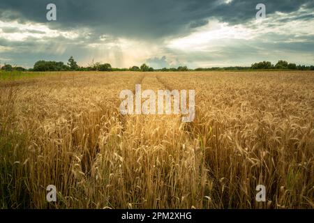 Chemin technologique dans le domaine du triticale doré, vue rurale d'été Banque D'Images