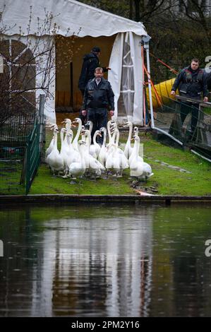 Hambourg, Allemagne. 11th avril 2023. Le père Swan OLAF Nieß (centre) conduit les cygnes vers l'eau. Après plusieurs mois dans leurs quartiers d'hiver, qui ont été couverts par la grippe aviaire, les premiers cygnes de l'Alster de Hambourg ont été libérés sur les eaux de la ville hanséatique à midi mardi. Credit: Jonas Walzberg/dpa/Alay Live News Banque D'Images