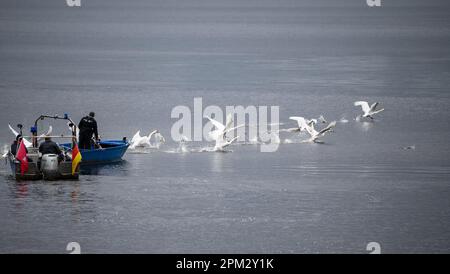 Hambourg, Allemagne. 11th avril 2023. Le père de cygne OLAF Nieß et ses employés accompagnent les cygnes Alster de l'Alster externe jusqu'à leurs aires de reproduction ancestrales en bateaux. Après plusieurs mois dans leurs quartiers d'hiver, qui ont été couverts par la grippe aviaire, les premiers cygnes de l'Alster de Hambourg ont été relâchés dans les eaux de la ville hanséatique à midi mardi. Credit: Jonas Walzberg/dpa/Alay Live News Banque D'Images