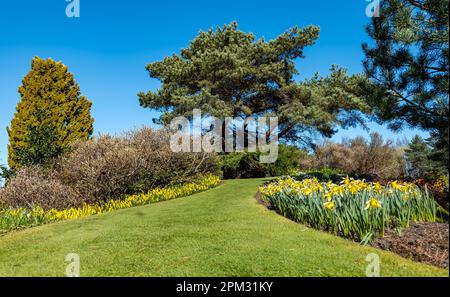 Pelouse et lit de jonquilles (narcissi) dans un jardin de rochers au soleil, Royal Botanic Garden, Édimbourg, Écosse, Royaume-Uni Banque D'Images