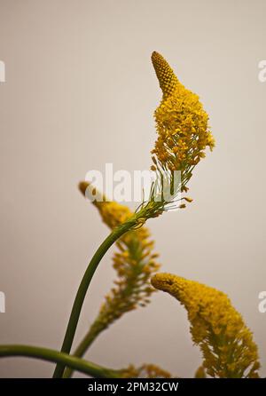Queues de chats (Bulbinella floribunda) 12756 Banque D'Images