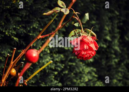 Photo macro d'une rose rouge déjà légèrement sèche (rosaceae) en automne. Banque D'Images