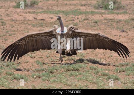 la vautour de griffon de la ruppell débarque pour manger sur une carcasse dans la savane sauvage de la réserve nationale des sources de buffles, au kenya Banque D'Images