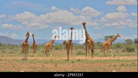 une tour de girafes réticulées debout ensemble regardant alerte dans la savane sauvage de buffalo springs réserve nationale, kenya, avec ciel et nuages Banque D'Images