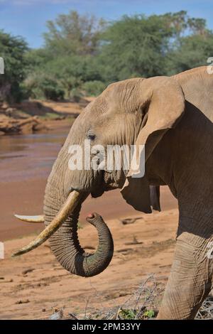 vue latérale de l'éléphant d'afrique mangeant une noix de palme de doum avec son tronc près de la rivière ewaso nyiro, dans la réserve nationale sauvage des sources de buffles, kenya Banque D'Images
