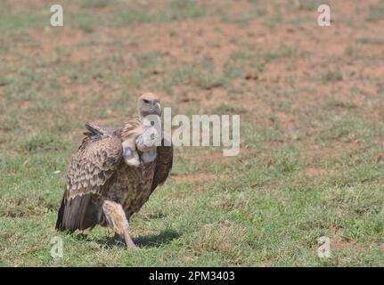 profil avant de la vautour griffon de la ruppell qui marche sur le terrain dans la réserve nationale des sources de buffles sauvages, kenya Banque D'Images