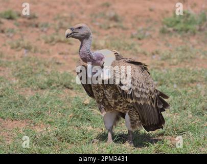 le vautour griffon de ruppell est en alerte sur le terrain dans la savane sauvage de la réserve nationale de buffalo springs, au kenya Banque D'Images