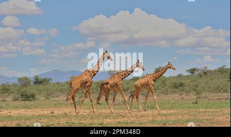 vue latérale d'une tour de trois girafes réticulés marchant ensemble dans la savane sauvage de la réserve nationale des sources de buffles, kenya Banque D'Images