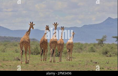 une tour de girafes réticulés marchant ensemble en une seule ligne avec leurs dos montrant dans la savane sauvage de la réserve nationale des sources de buffles, k Banque D'Images