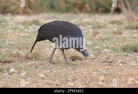 guineafhid vultuaire affamé qui recherche de la nourriture sur le terrain dans la réserve nationale des sources de buffles sauvages, kenya Banque D'Images