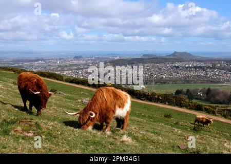 Édimbourg, Écosse, Royaume-Uni. 11th avril 2023. Vaches des Highlands appréciant le matin ensoleillé et paître sur les pentes des collines de Pentland juste au sud d'Édimbourg. Le troupeau vit librement sur la colline qu'ils broutent toute l'année et ils se déplacent comme ils le souhaitent. Vue vers Edimbourg et Arthurs Seat. Crédit : Craig Brown/Alay Live News Banque D'Images