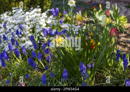 fleurs printanières dans le jardin - narcisse, tulipes, fleurs de jacinthe Banque D'Images