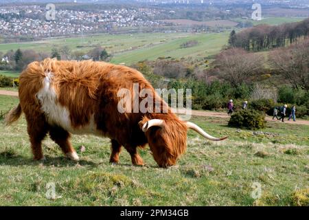 Édimbourg, Écosse, Royaume-Uni. 11th avril 2023. Vaches des Highlands appréciant le matin ensoleillé et paître sur les pentes des collines de Pentland juste au sud d'Édimbourg. Le troupeau vit librement sur la colline qu'ils broutent toute l'année et ils se déplacent comme ils le souhaitent. Crédit : Craig Brown/Alay Live News Banque D'Images