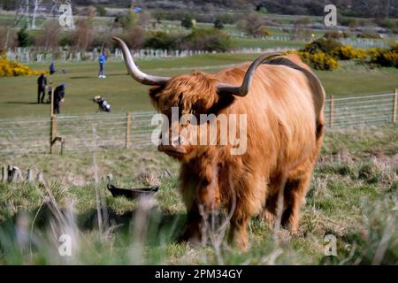 Édimbourg, Écosse, Royaume-Uni. 11th avril 2023. Vaches des Highlands appréciant le matin ensoleillé et paître sur les pentes des collines de Pentland juste au sud d'Édimbourg. Le troupeau vit librement sur la colline qu'ils broutent toute l'année et ils se déplacent comme ils le souhaitent. Sur les pistes inférieures, à côté du Swanston Golf Club. Crédit : Craig Brown/Alay Live News Banque D'Images