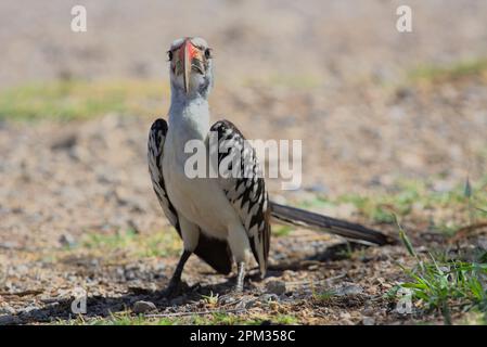 portrait du charme rouge du nord en état d'alerte sur le terrain dans la réserve nationale des sources de buffles sauvages, kenya Banque D'Images