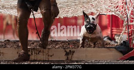 Le Bull Terrier et le propriétaire ont surmonté un obstacle sous la forme d'une fosse remplie d'eau et de boue. Parcours d'obstacles pour chiens et coureurs Banque D'Images