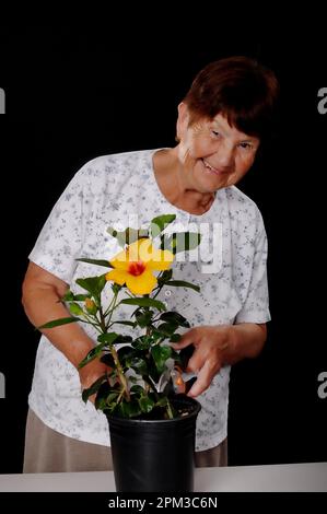 Une femme âgée qui tend à un hibiscus Banque D'Images