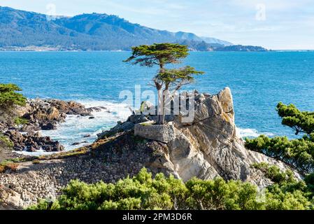 Lone Cypress Tree sur 7 Mile Drive. 17 Mile Drive est une route pittoresque qui traverse Pebble Beach et Pacific Grove sur la péninsule de Monterey, dans le nord de Califor Banque D'Images