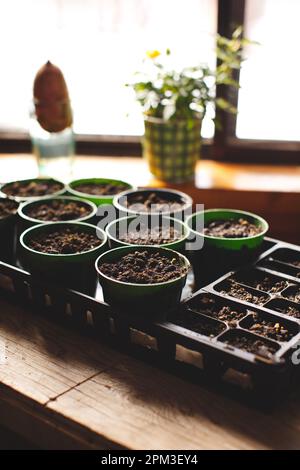 Un gros plan d'un plateau de plateaux d'ensemencement et de pots remplis de semis sains de diverses plantes Banque D'Images