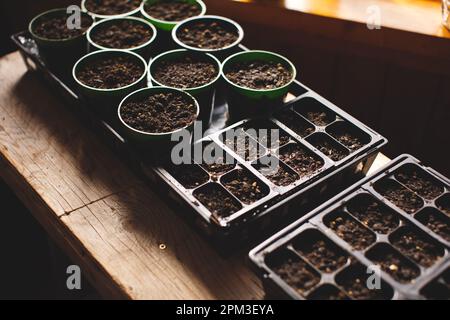 Un gros plan d'un plateau de plateaux d'ensemencement et de pots remplis de semis sains de diverses plantes Banque D'Images