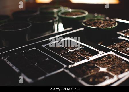 Un gros plan d'un plateau de plateaux d'ensemencement et de pots remplis de semis sains de diverses plantes Banque D'Images