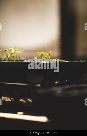 Un gros plan d'un plateau de plateaux d'ensemencement et de pots remplis de semis sains de diverses plantes Banque D'Images