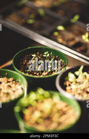 Un gros plan d'un plateau de plateaux d'ensemencement et de pots remplis de semis sains de diverses plantes Banque D'Images