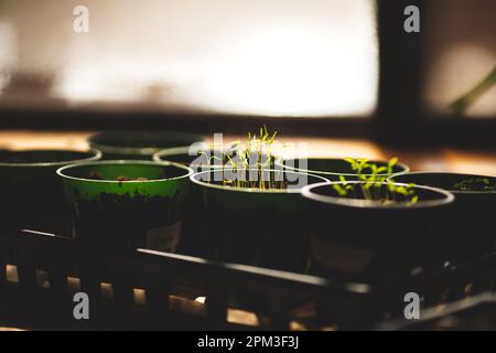 Un gros plan d'un plateau de plateaux d'ensemencement et de pots remplis de semis sains de diverses plantes Banque D'Images