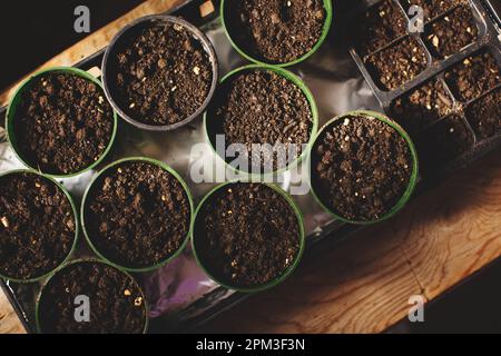 Un gros plan d'un plateau de plateaux d'ensemencement et de pots remplis de semis sains de diverses plantes Banque D'Images
