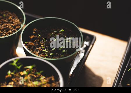 Un gros plan d'un plateau de plateaux d'ensemencement et de pots remplis de semis sains de diverses plantes Banque D'Images