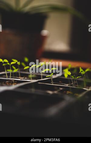 Un gros plan d'un plateau de plateaux d'ensemencement et de pots remplis de semis sains de diverses plantes Banque D'Images