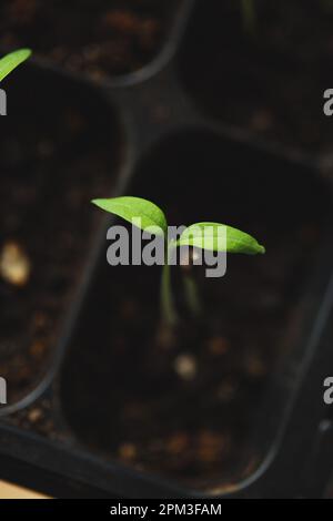 Un gros plan d'un plateau de plateaux d'ensemencement et de pots remplis de semis sains de diverses plantes Banque D'Images