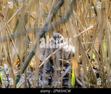 Little Grebe incubant des œufs sur nid, Teifi Marshes, Cardigan, pays de Galles Banque D'Images