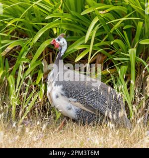 Helmahunieafhid, Numida meleagris, sur fond de feuillage. Tasmanie, Australie. Banque D'Images