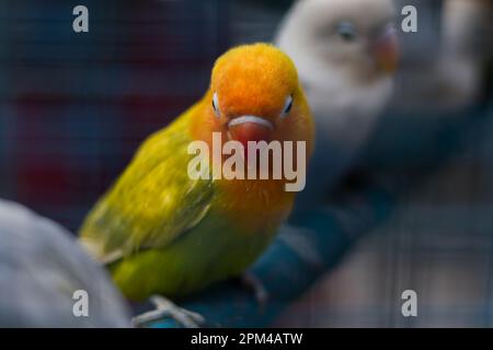 Lovebird de Lilian ou lovebird de nyasa assis sur un bâton. C'est un petit perroquet africain de couleur verte et orange avec bec rouge. C'est le plus petit par Banque D'Images