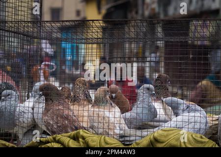 Pigeons fantaisie de couleur blanche, brune, grise conservés en cage pour la vente dans la boutique pour animaux de compagnie ou sur les marchés pour animaux de compagnie en Inde. Ces pigeons volants sont très populaires parmi Banque D'Images