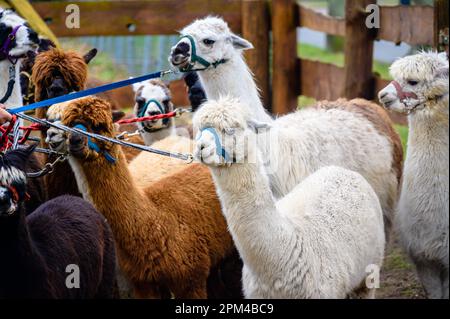 Groupe d'alpacas sur une laisse Banque D'Images