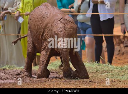 Adorable bébé orphelin éléphant africain couvert de boue tente de se lever à l'orphelinat Sheldrick Wildlife Trust, Nairobi nursery Unit, Kenya Banque D'Images