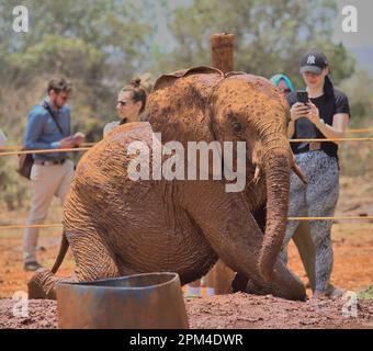 NAIROBI, KENYA - 20 mars 2023 : un éléphant africain orphelin se lève de son bain de boue tandis que les visiteurs regardent l'orphelinat Sheldrick Wildlife Trust Banque D'Images