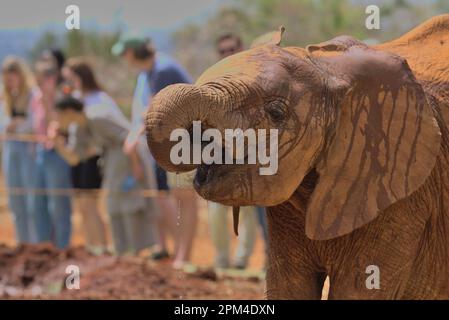 Vue latérale d'un adorable éléphant orphelin eau potable à l'orphelinat Sheldrick Wildlife Trust, Nairobi nursery Unit, Kenya Banque D'Images