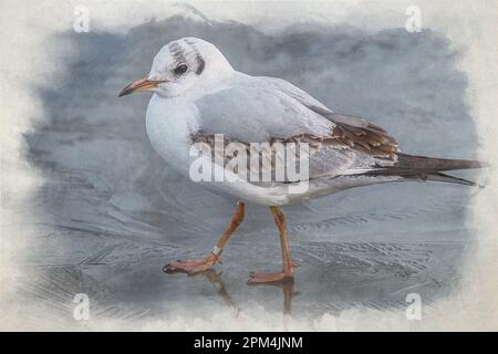 La peinture numérique aquarelle des goélands à tête noire sur un étang gelé pendant l'hiver. Goélands à tête noire, adultes non reproducteurs, avec plumage d'hiver. Banque D'Images