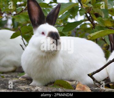 Un lapin adulte de la race californienne Banque D'Images