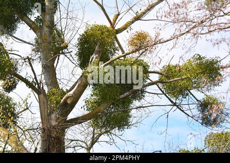 Dans la nature, le GUI (Viscum album) parasitilise sur l'arbre Banque D'Images