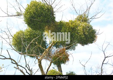 Dans la nature, le GUI (Viscum album) parasitilise sur l'arbre Banque D'Images