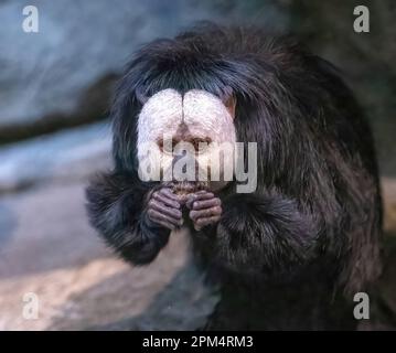 Milton, un singe saki au visage blanc mangeant au Como Park Zoo and Conservatory à St. Paul, Minnesota, États-Unis. Banque D'Images