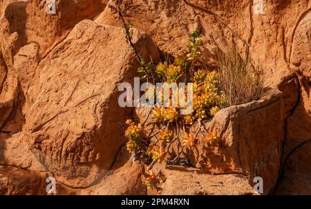 Une plante étonnamment tenace et colorée sur un rocher du désert Banque D'Images